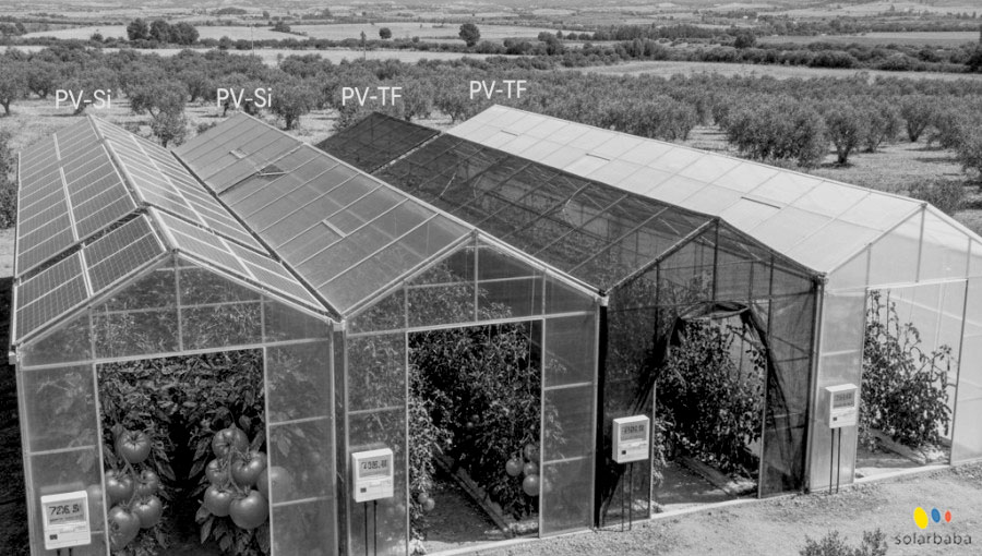 Solar Panels Increase Tomato Yield by 25% in Spain