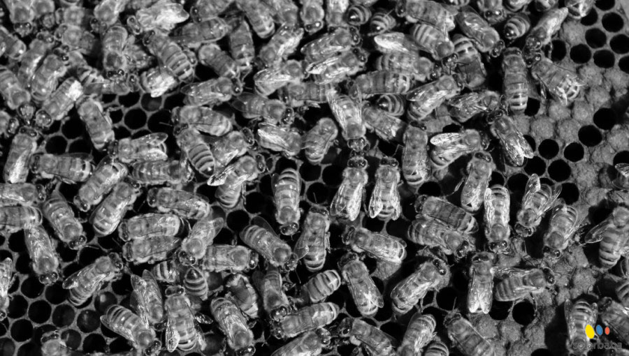 The Era of Agriculture and Beekeeping at Solar Power Plants Has Begun
